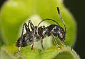 Euderces picipes - photo 4