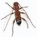 Euderces pini - Euderces pini