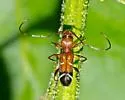 Euderces pini - photo 4