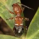 Euderces reichei