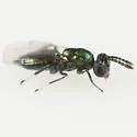 Euderus albitarsis