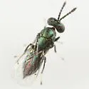Euderus albitarsis - photo 2