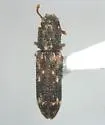 Eudesma undulata
