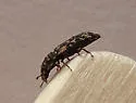 Eudesma undulata - photo 4