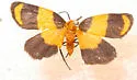 Arid Eudesmia - Hodges#8096