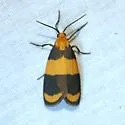 Arid Eudesmia - Hodges#8096 - photo 2
