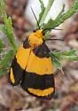 Arid Eudesmia - Hodges#8096 - photo 3
