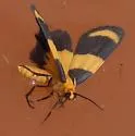 Arid Eudesmia - Hodges#8096 - photo 4