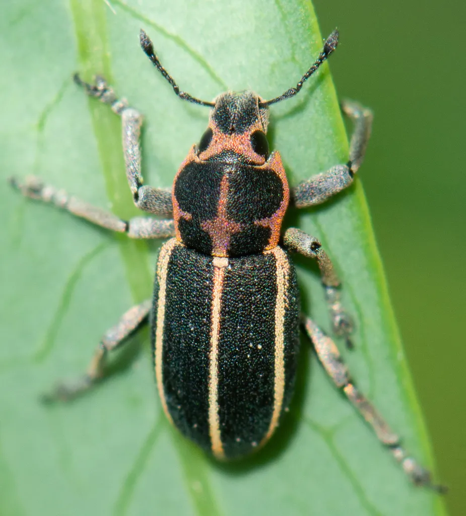 Eudiagogus maryae - photo 2