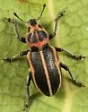 Eudiagogus pulcher - photo 2