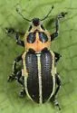 Eudiagogus pulcher - photo 3