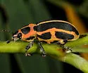 Eudiagogus pulcher - photo 4