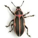 Eudiagogus pulcher - photo 5
