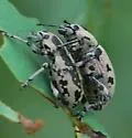 Eudiagogus rosenschoeldi