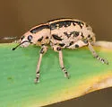 Eudiagogus rosenschoeldi - photo 2