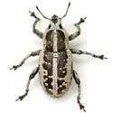 Eudiagogus rosenschoeldi - photo 4