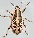 Eudiagogus rosenschoeldi - photo 5