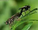 Pacific Longhorn Robber