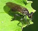 Pacific Longhorn Robber - photo 2