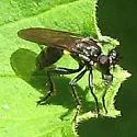 Pacific Longhorn Robber - photo 3