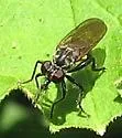 Pacific Longhorn Robber - photo 4