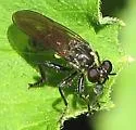 Pacific Longhorn Robber - photo 5