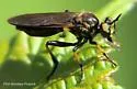Shiny Longhorn Robber - photo 2