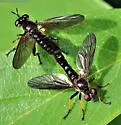 Shiny Longhorn Robber - photo 3