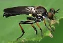 Shiny Longhorn Robber - photo 4