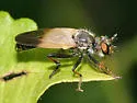 Appalachian Longhorn Robber