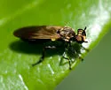 Sacken Longhorn Robber
