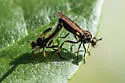 Sacken Longhorn Robber - photo 3
