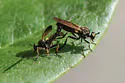 Sacken Longhorn Robber - photo 4