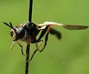 Virginia Longhorn Robber