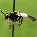 Virginia Longhorn Robber - photo 2