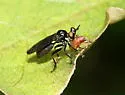 Virginia Longhorn Robber - photo 4