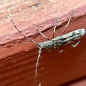 Eudistenia costipennis - photo 2