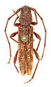 Eudistenia costipennis - photo 4