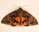 Eudocima serpentifera - Hodges#8543.1