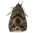 Eudocima serpentifera - Hodges#8543.1 - photo 2