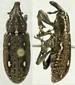 Cypress Weevil - Eudociminus mannerheimii