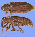 Cypress Weevil - photo 2