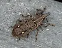 Cypress Weevil - photo 3