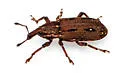 Cypress Weevil - photo 4