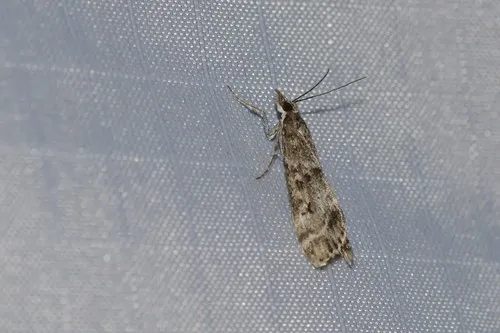 Eudonia alpina - Hodges#4737