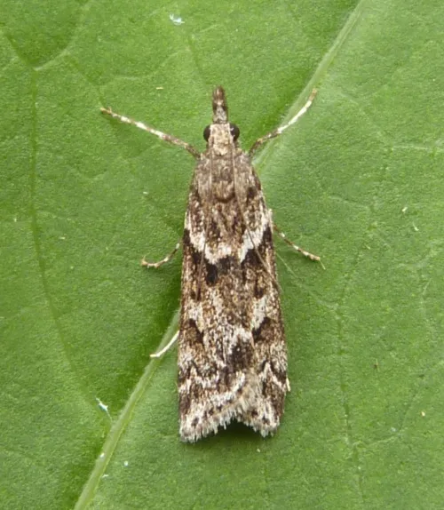 Eudonia angustea