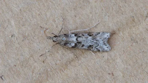 Eudonia angustea - photo 2