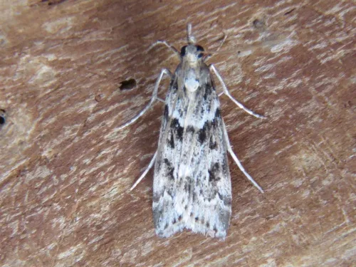 Eudonia angustea - photo 3