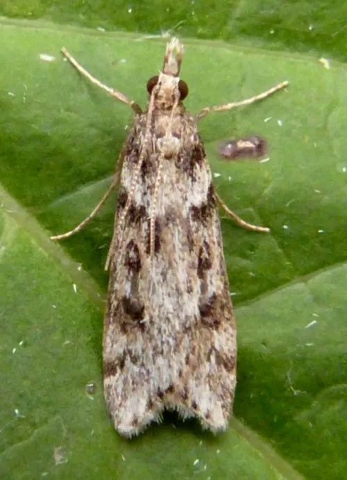 Eudonia angustea - photo 4