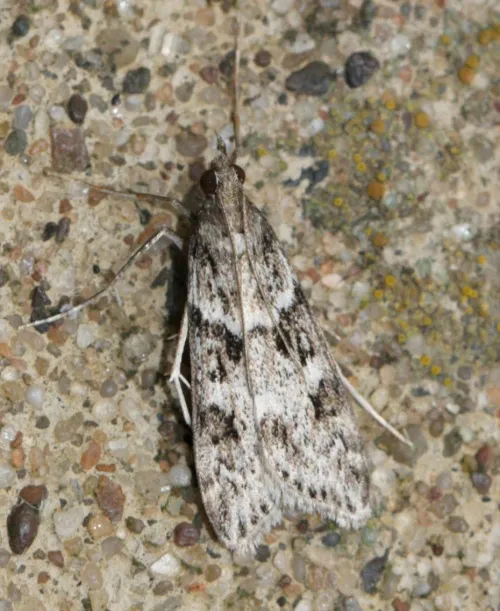 Eudonia angustea - photo 5
